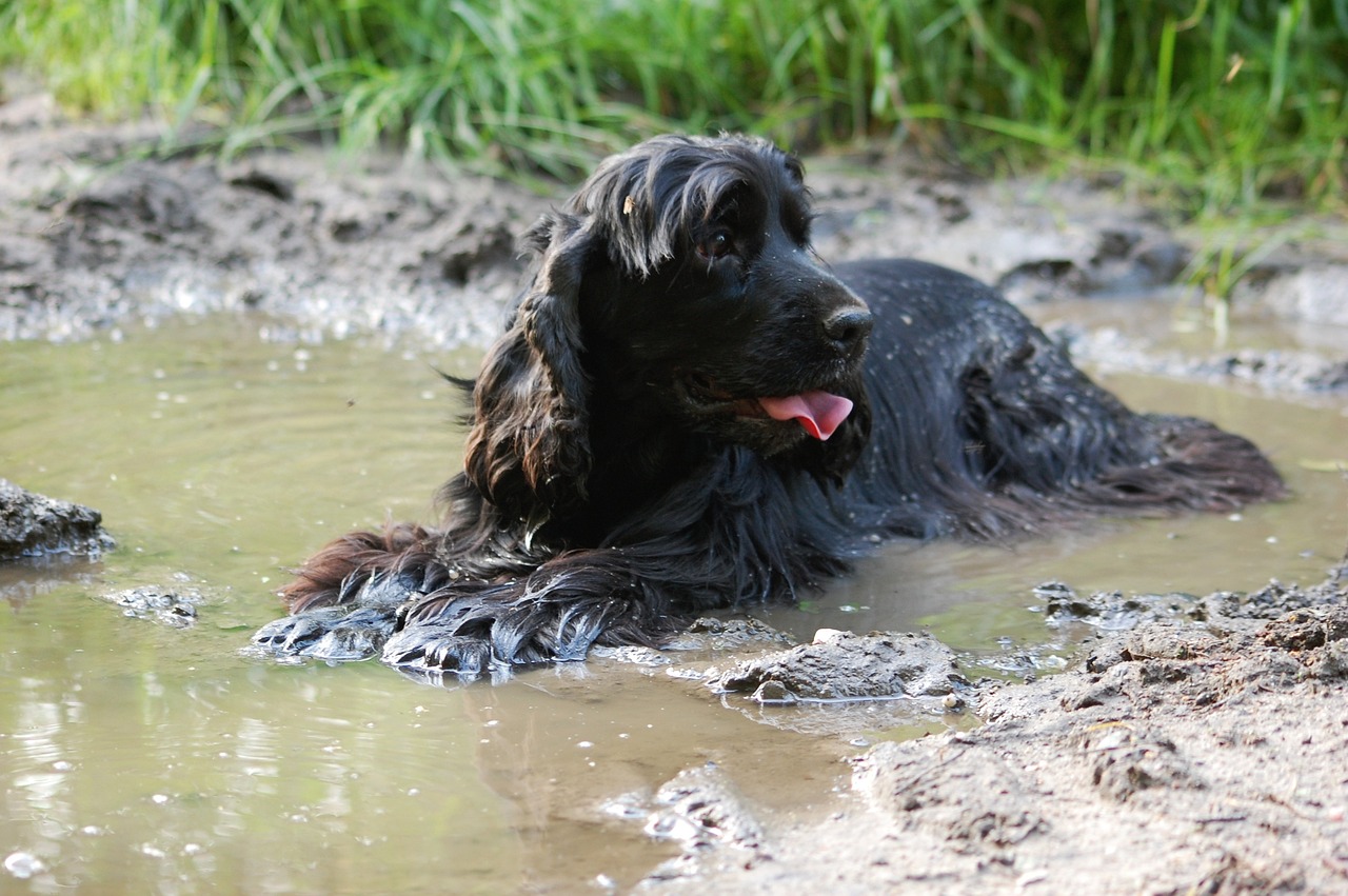 The Playful Spirit of Cocker Spaniels